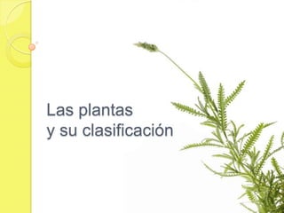 Las plantas y su clasificación 