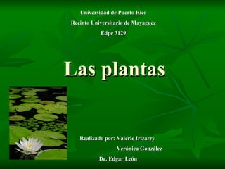 Las plantas Realizado por: Valerie Irizarry  Verónica González Dr. Edgar León Universidad de Puerto Rico Recinto Universitario de Mayaguez Edpe 3129 