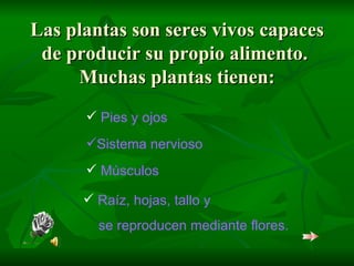 Las plantas son seres vivos capaces de producir su propio alimento.  Muchas plantas tienen: Pies y ojos Músculos Sistema nervioso Raíz, hojas, tallo y      se reproducen mediante flores. 
