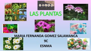 LAS PLANTAS
MARIA FERNANDA GOMEZ SALAMANCA
9C
ESNMA
 