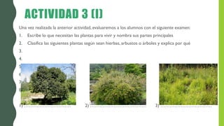 ACTIVIDAD 3 (I)
Una vez realizada la anterior actividad, evaluaremos a los alumnos con el siguiente examen:
1. Escribe lo que necesitan las plantas para vivir y nombra sus partes principales
2. Clasifica las siguientes plantas según sean hierbas, arbustos o árboles y explica por qué
3.
4.
5.
6.
7.
8.
1) ………………………… 2) ……………………………… 3) ……………………………
 