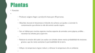 Plantas
• Función:
•
– Producen oxígeno: llegan a producirlo hasta para 40 personas.
–
– Absorben durante la fotosíntesis el dióxido de carbono: así ayudan a controlar la
contaminación que elimina la vida del animal cuando respira.
–
– Son un hábitat para muchas especies: muchas especies de animales como pájaros, ardillas…
necesitan los árboles para supervivir.
–
– Reducen la erosión del suelo: Los suelos con árboles tienen menos probabilidad de erosionar,
gracias a que las raíces aumentan la permeabilidad de la tierra.
–
– Influye a la temperatura: logran reducir y refrescar la temperatura de un ambiente
–
 