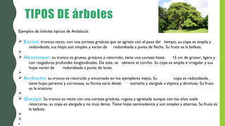 TIPOS DE árboles
Ejemplos de árboles típicos de Andalucía:
Ø Encina: troncos recto, con una corteza grisácea que se agrieta con el paso del tiempo, su copa es amplia y
redondeada, sus hojas son simples y varían de redondeada a punta de flecha. Su fruto es la bellota.
Ø
Ø Alcornoque: su tronco es grueso, grisáceo y retorcido, tiene una corteza hasta 15 cm de grosor, ligera y
con rasgaduras profundas longitudinales. De este, se obtiene el corcho. Su copa es amplia e irregular y sus
hojas varían de redondeada a punta de lanza.
Ø
Ø Acebuche: su tronco es retorcido y encorvado en los ejemplares viejos. Su copa es redondeada,
tiene hojas perenne y correosas, su forma varía desde estrecha y alargada a elíptica y diminuta. Su fruto
es la aceituna.
Ø
Ø Quejigo: Su tronco es recto con una corteza grisácea, rugosa y agrietada aunque con los años suele
retorcerse, su copa es alargada y no muy densa. Tiene hojas semicadencia y son simples y alternas. Su fruto es
la bellota.
Ø
Ø
•
 