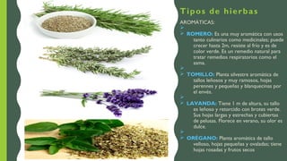 Tipos de hierbas
AROMÁTICAS:
Ø
Ø ROMERO: Es una muy aromática con usos
tanto culinarios como medicinales; puede
crecer hasta 2m, resiste al frío y es de
color verde. Es un remedio natural para
tratar remedios respiratorios como el
asma.
Ø
Ø TOMILLO: Planta silvestre aromática de
tallos leñosos y muy ramosos, hojas
perennes y pequeñas y blanquecinas por
el envés.
Ø
Ø LAVANDA: Tiene 1 m de altura, su tallo
es leñoso y retorcido con brotes verde.
Sus hojas largas y estrechas y cubiertas
de pelusas. Florece en verano, su olor es
dulce.
Ø
Ø ORÉGANO: Planta aromática de tallo
velloso, hojas pequeñas y ovaladas; tiene
hojas rosadas y frutos secos
 