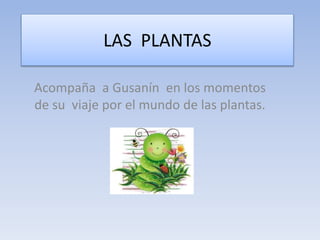 LAS PLANTAS
Acompaña a Gusanín en los momentos
de su viaje por el mundo de las plantas.
 