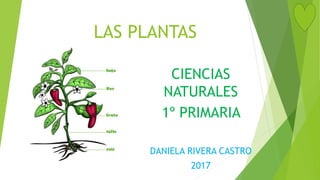 LAS PLANTAS
CIENCIAS
NATURALES
1º PRIMARIA
DANIELA RIVERA CASTRO
2017
 