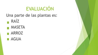 EVALUACIÓN
Una parte de las plantas es:
RAÍZ
MASETA
ARROZ
AGUA
 