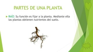 PARTES DE UNA PLANTA
 RAÍZ: Su función es fijar a la planta. Mediante ella
las plantas obtienen nutrientes del suelo.
 