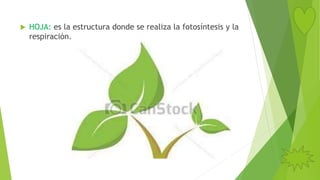  HOJA: es la estructura donde se realiza la fotosíntesis y la
respiración.
 