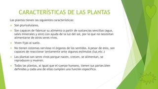CARACTERÍSTICAS DE LAS PLANTAS
Las plantas tienen las siguientes características:
 Son pluricelulares.
 Son capaces de fabricar su alimento a partir de sustancias sencillas (agua,
sales minerales y aire) con ayuda de la luz del sol, por lo que no necesitan
alimentarse de otros seres vivos.
 Viven fijas al suelo.
 No tienen sistemas nervioso ni órganos de los sentidos. A pesar de esto, son
capaces de reaccionar lentamente ante algunos estímulos (luz,etc.)
 Las plantas son seres vivos porque nacen, crecen, se alimentan, se
reproducen y mueren.
 Todas las plantas, al igual que el cuerpo humano, tienen sus partes bien
definidas y cada una de ellas cumplen una función específica.
 