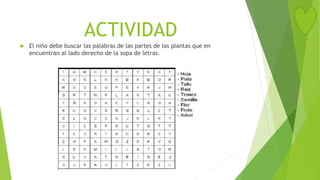 ACTIVIDAD
 El niño debe buscar las palabras de las partes de las plantas que en
encuentran al lado derecho de la sopa de letras.
 