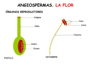 ANGIOSPERMAS. LA FLOR
ÓRGANOS REPRODUCTORES
 