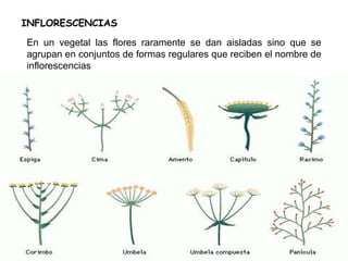 INFLORESCENCIAS
En un vegetal las flores raramente se dan aisladas sino que se
agrupan en conjuntos de formas regulares que reciben el nombre de
inflorescencias
 
