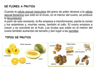 DE FLORES A FRUTOS
Cuando la célula sexual masculina del grano de polen alcanza a la célula
sexual femenina que está en el óvulo, en el interior del ovario, se produce
la fecundación.
A partir de este momento, la flor empieza a transformarse, pierde la corola
y los estambres y, muchas veces, también el caliz. El ovario empieza a
crecer y se convierte en el fruto. Los óvulos que están en el interior del
ovario también aumentan de tamaño y dan lugar a las semillas
TIPOS DE FRUTOS
 