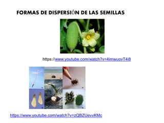 FORMAS DE DISPERSIÓN DE LAS SEMILLAS
https://www.youtube.com/watch?v=4imwuovT4i8
https://www.youtube.com/watch?v=zQBZUevvKMc
 