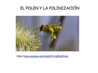 EL POLEN Y LA POLINIZACIÓN
https://www.youtube.com/watch?v=iglDyihOvuk
 