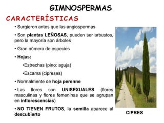 GIMNOSPERMAS
CIPRES
• Surgieron antes que las angiospermas
• Son plantas LEÑOSAS, pueden ser arbustos,
pero la mayoría son árboles
• Gran número de especies
• Hojas:
•Estrechas (pino: aguja)
•Escama (cipreses)
• Normalmente de hoja perenne
• Las flores son UNISEXUALES (flores
masculinas y flores femeninas que se agrupan
en inflorescencias)
• NO TIENEN FRUTOS, la semilla aparece al
descubierto
CARACTERÍSTICAS
 