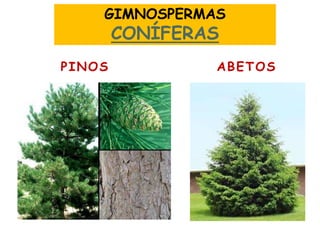 GIMNOSPERMAS
CONÍFERAS
PINOS ABETOS
 