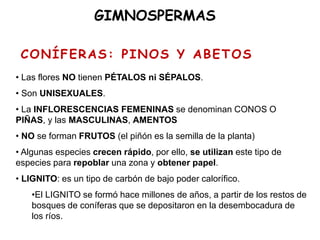 CONÍFERAS: PINOS Y ABETOS
GIMNOSPERMAS
• Las flores NO tienen PÉTALOS ni SÉPALOS.
• Son UNISEXUALES.
• La INFLORESCENCIAS FEMENINAS se denominan CONOS O
PIÑAS, y las MASCULINAS, AMENTOS
• NO se forman FRUTOS (el piñón es la semilla de la planta)
• Algunas especies crecen rápido, por ello, se utilizan este tipo de
especies para repoblar una zona y obtener papel.
• LIGNITO: es un tipo de carbón de bajo poder calorífico.
•El LIGNITO se formó hace millones de años, a partir de los restos de
bosques de coníferas que se depositaron en la desembocadura de
los ríos.
 