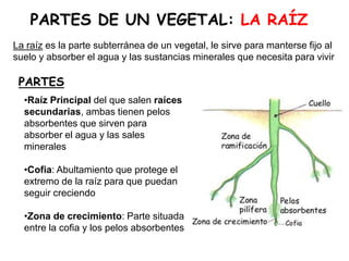 PARTES DE UN VEGETAL: LA RAÍZ
La raíz es la parte subterránea de un vegetal, le sirve para manterse fijo al
suelo y absorber el agua y las sustancias minerales que necesita para vivir
PARTES
•Raíz Principal del que salen raíces
secundarias, ambas tienen pelos
absorbentes que sirven para
absorber el agua y las sales
minerales
•Cofia: Abultamiento que protege el
extremo de la raíz para que puedan
seguir creciendo
•Zona de crecimiento: Parte situada
entre la cofia y los pelos absorbentes
 