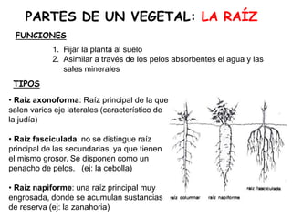PARTES DE UN VEGETAL: LA RAÍZ
TIPOS
FUNCIONES
1. Fijar la planta al suelo
2. Asimilar a través de los pelos absorbentes el agua y las
sales minerales
• Raíz axonoforma: Raíz principal de la que
salen varios eje laterales (característico de
la judía)
• Raíz fasciculada: no se distingue raíz
principal de las secundarias, ya que tienen
el mismo grosor. Se disponen como un
penacho de pelos. (ej: la cebolla)
• Raíz napiforme: una raíz principal muy
engrosada, donde se acumulan sustancias
de reserva (ej: la zanahoria)
 