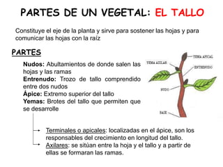 PARTES DE UN VEGETAL: EL TALLO
Constituye el eje de la planta y sirve para sostener las hojas y para
comunicar las hojas con la raíz
PARTES
Terminales o apicales: localizadas en el ápice, son los
responsables del crecimiento en longitud del tallo.
Axilares: se sitúan entre la hoja y el tallo y a partir de
ellas se formaran las ramas.
Nudos: Abultamientos de donde salen las
hojas y las ramas
Entrenudo: Trozo de tallo comprendido
entre dos nudos
Ápice: Extremo superior del tallo
Yemas: Brotes del tallo que permiten que
se desarrolle
 