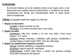 FUNCIONES
Su función básica es la de sostener tanto a las hojas como a las
flores para que puedan hacer la fotosíntesis, y contienen los vasos
conductores por donde son transportadas tanto la savia bruta
como la elaborada
1. Según su duración:
Anuales: crecen durante un año
Perennes: si lo hacen durante dos o mas años.
2. Según su tallo:
Herbáceos: tallo fino, verdes y no son muy altos. Viven poco
tiempo 1 o 2 años
Leñosos (matas, arbustos o árboles): tallo grueso, resistentes y
pueden llegar a medir hasta 100m. Son de vida larga
3. Según su disposición respecto al suelo
Aéreos: erectos (árboles) o trepadores (hiedra)
Acuáticos: bajo el agua Ej: nenúfares
Subterráneos: crecen bajo tierra y suelen ser gruesos porque
acumulan sustancias de reserva
TIPOS: se pueden clasificar según 3 criterios:
 