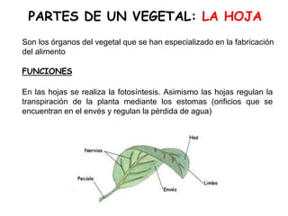PARTES DE UN VEGETAL: LA HOJA
Son los órganos del vegetal que se han especializado en la fabricación
del alimento
FUNCIONES
En las hojas se realiza la fotosíntesis. Asimismo las hojas regulan la
transpiración de la planta mediante los estomas (orificios que se
encuentran en el envés y regulan la pérdida de agua)
 