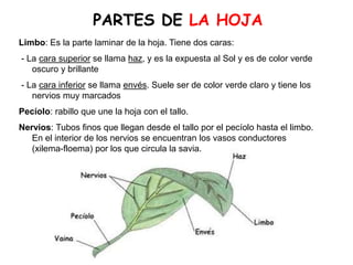 Limbo: Es la parte laminar de la hoja. Tiene dos caras:
- La cara superior se llama haz, y es la expuesta al Sol y es de color verde
oscuro y brillante
- La cara inferior se llama envés. Suele ser de color verde claro y tiene los
nervios muy marcados
Pecíolo: rabillo que une la hoja con el tallo.
Nervios: Tubos finos que llegan desde el tallo por el pecíolo hasta el limbo.
En el interior de los nervios se encuentran los vasos conductores
(xilema-floema) por los que circula la savia.
PARTES DE LA HOJA
 