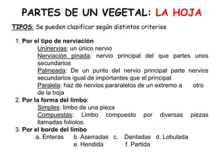 PARTES DE UN VEGETAL: LA HOJA
TIPOS: Se pueden clasificar según distintos criterios
1. Por el tipo de nerviación
Uninervias: un único nervio
Nerviación pinada: nervio principal del que partes unos
secundarios
Palmeada: De un punto del nervio principal parte nervios
secundarios igual de importantes que el principal
Paralela: haz de nervios pararalelos de un extremo a otro
de la hoja
2. Por la forma del limbo:
Simples: limbo de una pieza
Compuestas: Limbo compuesto por diversas piezas
llamadas foliolos.
3. Por el borde del limbo
a. Enteras b. Aserradas c. Dentadas d. Lobulada
e. Hendida f. Partida
 