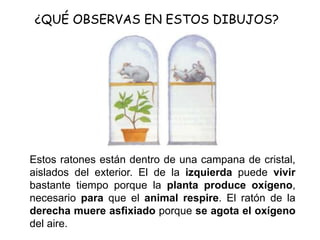 ¿QUÉ OBSERVAS EN ESTOS DIBUJOS?
Estos ratones están dentro de una campana de cristal,
aislados del exterior. El de la izquierda puede vivir
bastante tiempo porque la planta produce oxígeno,
necesario para que el animal respire. El ratón de la
derecha muere asfixiado porque se agota el oxígeno
del aire.
 