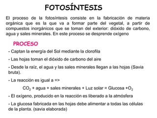 FOTOSÍNTESIS
El proceso de la fotosíntesis consiste en la fabricación de materia
orgánica que es la que va a formar parte del vegetal, a partir de
compuestos inorgánicos que se toman del exterior: dióxido de carbono,
agua y sales minerales. En este proceso se desprende oxígeno
- Captan la energía del Sol mediante la clorofila
- Las hojas toman el dióxido de carbono del aire
- Desde la raíz, el agua y las sales minerales llegan a las hojas (Savia
bruta).
- La reacción es igual a =>
CO2 + agua + sales minerales + Luz solar = Glucosa +O2
- El oxígeno, producido en la reacción es liberado a la atmósfera
- La glucosa fabricada en las hojas debe alimentar a todas las células
de la planta. (savia elaborada)
PROCESO
 