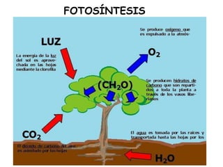 FOTOSÍNTESIS
 