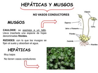 HEPÁTICAS Y MUSGOS
NO VASOS CONDUCTORES
MUSGOS
CAULOIDE: se asemeja a un tallo.
Lleva insertada una especie de hojas
denominadas filoides.
RIZOIDES: con lo que los musgos se
fijan al suelo y absorben el agua.
HEPÁTICAS
Muy bajos
No tienen vasos conductores
 