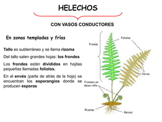 HELECHOS
CON VASOS CONDUCTORES
Tallo es subterráneo y se llama rizoma
Del tallo salen grandes hojas: los frondes
Los frondes están divididos en hojitas
pequeñas llamadas foliolos.
En el envés (parte de atrás de la hoja) se
encuentran los esporangios donde se
producen esporas
Foliolos
Fronde
En zonas templadas y frías
 