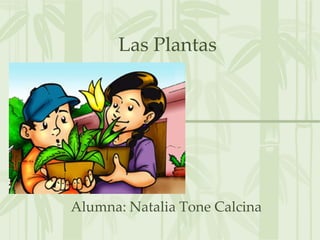 Las Plantas
Alumna: Natalia Tone Calcina
 