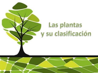 Las plantas  y su clasificación 