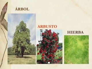 ÁRBOL ARBUSTO HIERBA 