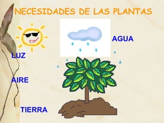 NECESIDADES DE LAS PLANTAS AIRE LUZ AGUA TIERRA                                                                           