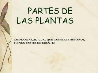 PARTES DE LAS PLANTAS LAS PLANTAS, AL IGUAL QUE  LOS SERES HUMANOS, TIENEN PARTES DIFERENTES 