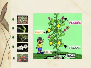 RAÍZ HOJAS FLORES FRUTO TALLO 