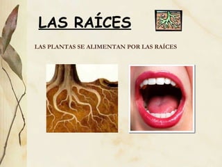 LAS RAÍCES LAS PLANTAS SE ALIMENTAN POR LAS RA ÍCES 