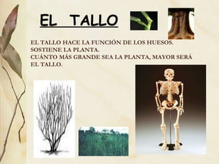 EL TALLO HACE LA FUNCIÓN DE LOS HUESOS. SOSTIENE LA PLANTA.  CUÁNTO MÁS GRANDE SEA LA PLANTA, MAYOR SERÁ EL TALLO.   EL  TALLO 