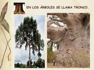 EN LOS ÁRBOLES SE LLAMA TRONCO. 