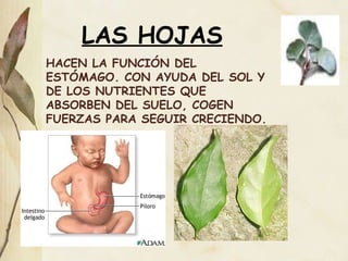 LAS HOJAS HACEN LA FUNCIÓN DEL ESTÓMAGO. CON AYUDA DEL SOL Y DE LOS NUTRIENTES QUE ABSORBEN DEL SUELO, COGEN FUERZAS PARA SEGUIR CRECIENDO. 