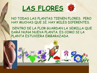 LAS FLORES NO TODAS LAS PLANTAS TIENEN FLORES.  PERO HAY MUCHAS QUE SÍ. HAY MILES DIFERENTES. DENTRO DE LA FLOR GUARDAN LA SEMILLA QUE DARÁ NUNA NUEVA PLANTA. ES COMO SI LA PLANTA ESTUVIERA EMBARAZADA. 