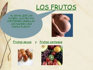 LOS FRUTOS Frutos secos   y  frutos carnosos AL IGUAL QUE LAS FLORES, LOS FRUTOS CONTIENEN SEMILLAS. ASÍ NACERÁ UNA NUEVA PLANTA. 