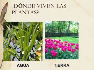¿D Ó NDE VIVEN LAS PLANTAS? AGUA TIERRA 