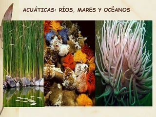 ACUÁTICAS: RÍOS, MARES Y OCÉANOS 