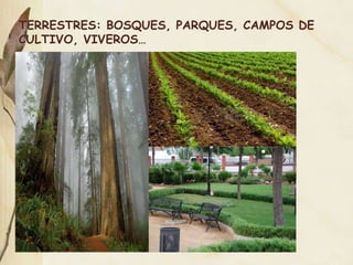 TERRESTRES: BOSQUES, PARQUES, CAMPOS DE CULTIVO, VIVEROS… 
